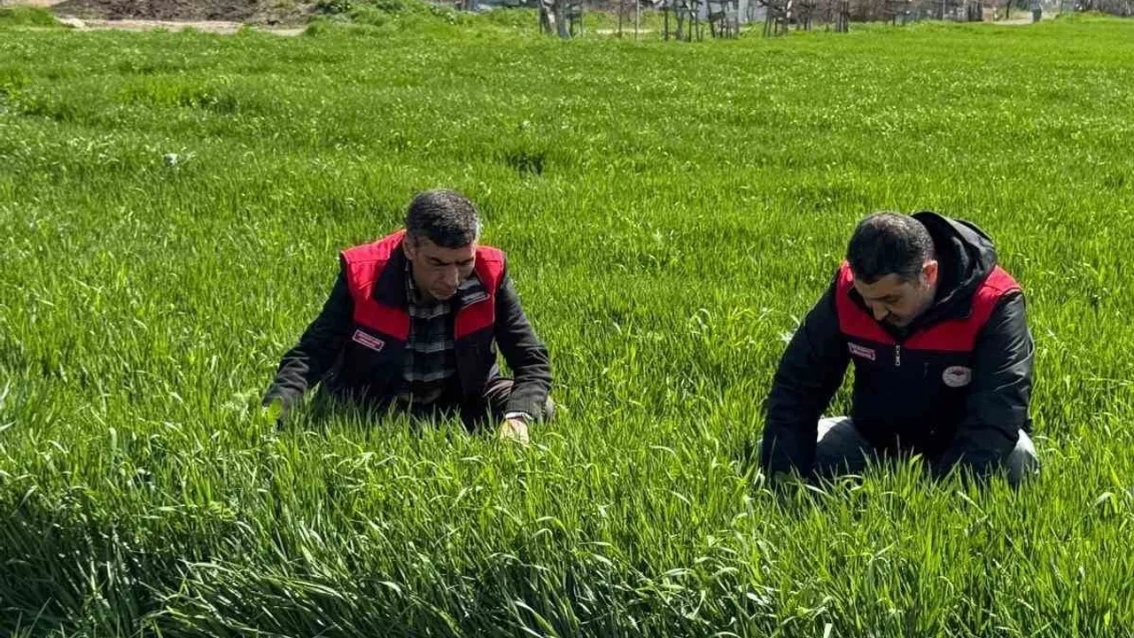 Elazığ'da hububat üreticilerine kök ve kök boğazı hastalıkları uyarısı