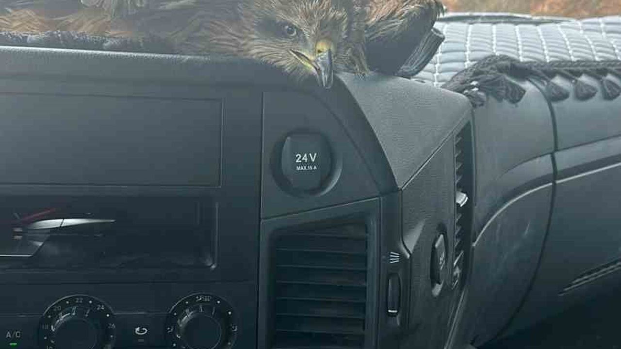 Elazığ’da vatandaşlar tarafından yakalanan yaralı şahin, Doğa Koruma ekiplerine teslim edildi