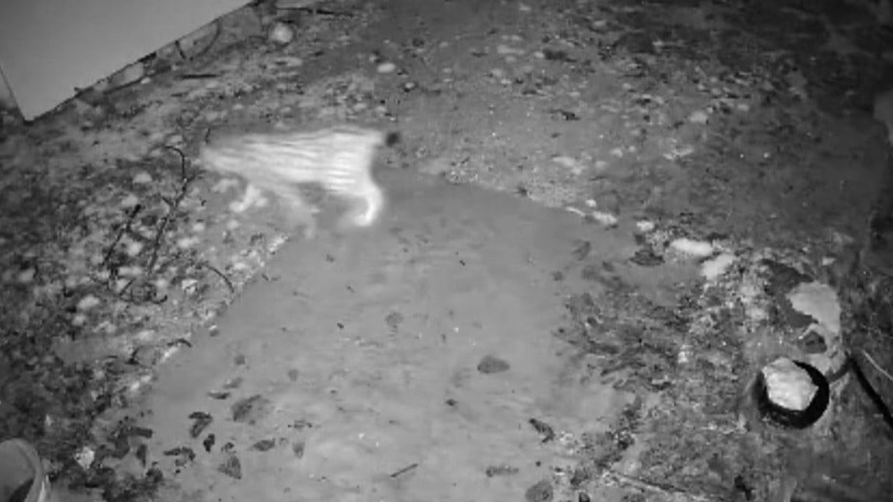 Elazığ Keban’da Gökbelen köyüne inen vaşak evin önünde yiyecek ararken güvenlik kamerasına yansıdı