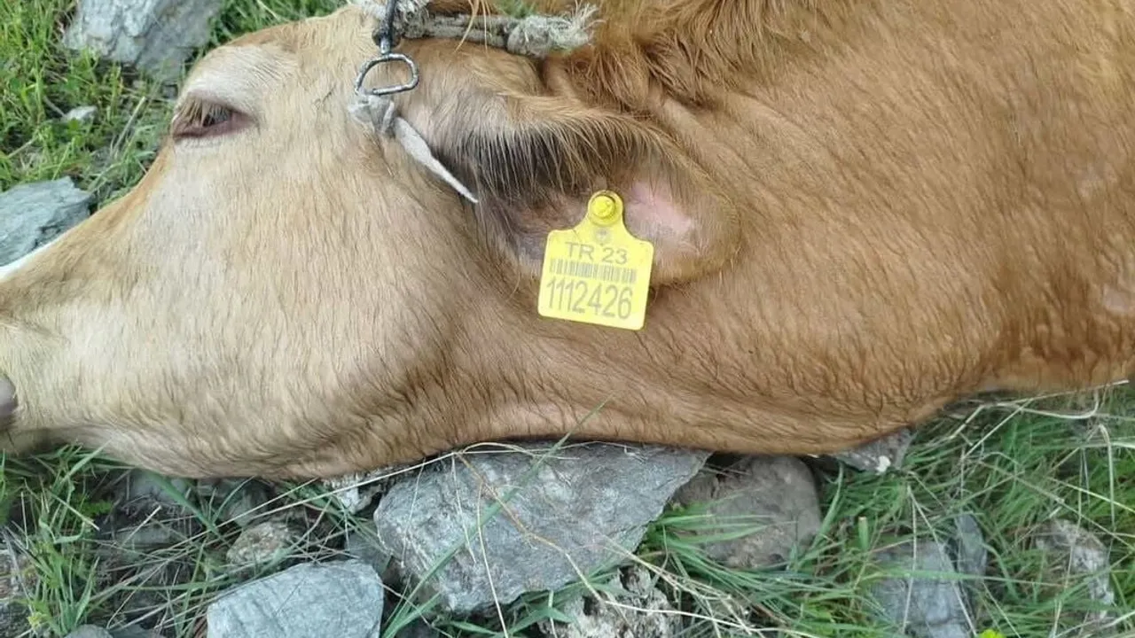 Elazığ Sivrice'de yıldırım çarpması sonucu 5 inek telef oldu