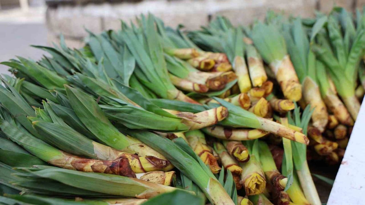 Elazığ tezgahlarında çiriş otu: Doğal 'antibiyotik' sezonu başladı, kilosu 100 TL