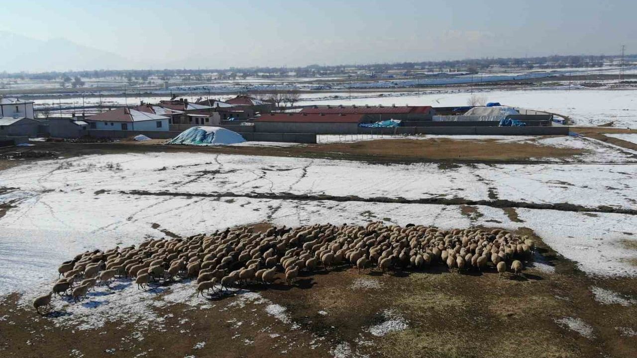 Erzincan'da 2026 Kuzulama Sezonu Başladı: Besicilerde Tatlı Telaş