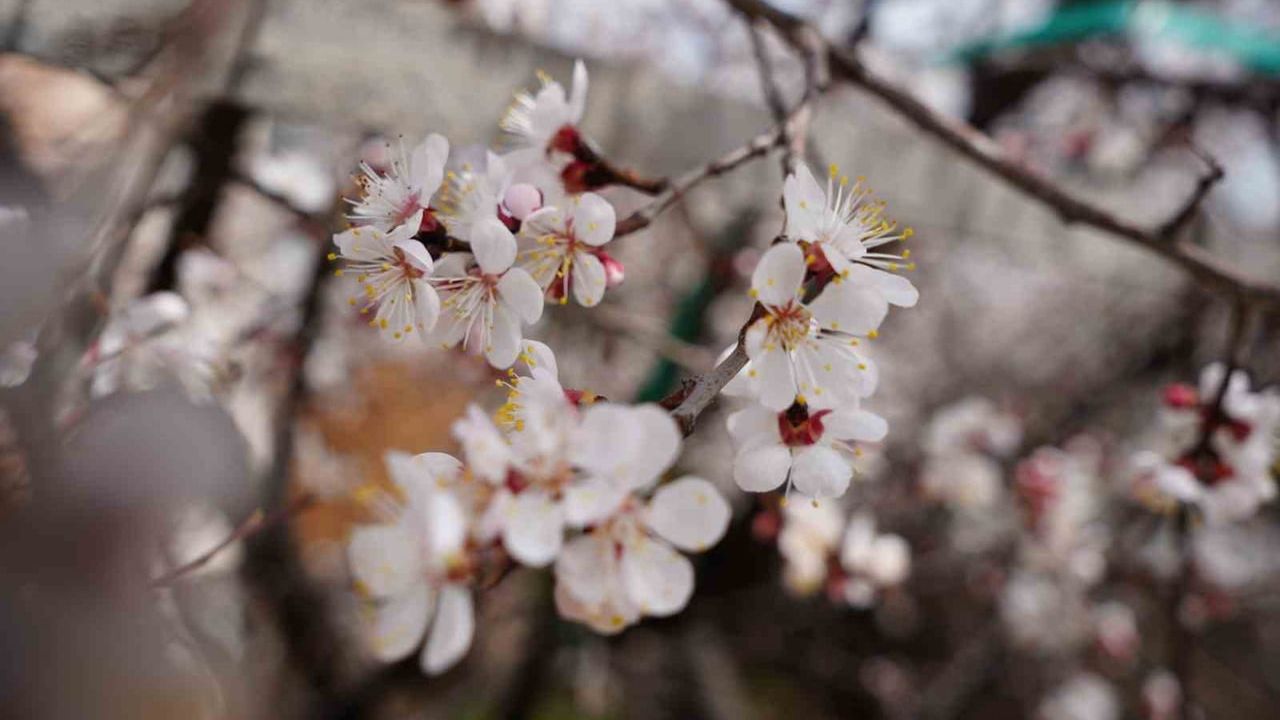 Erzincan'da kayısı ağaçları çiçek açtı: Üzümlü'de kartpostallık görüntüler