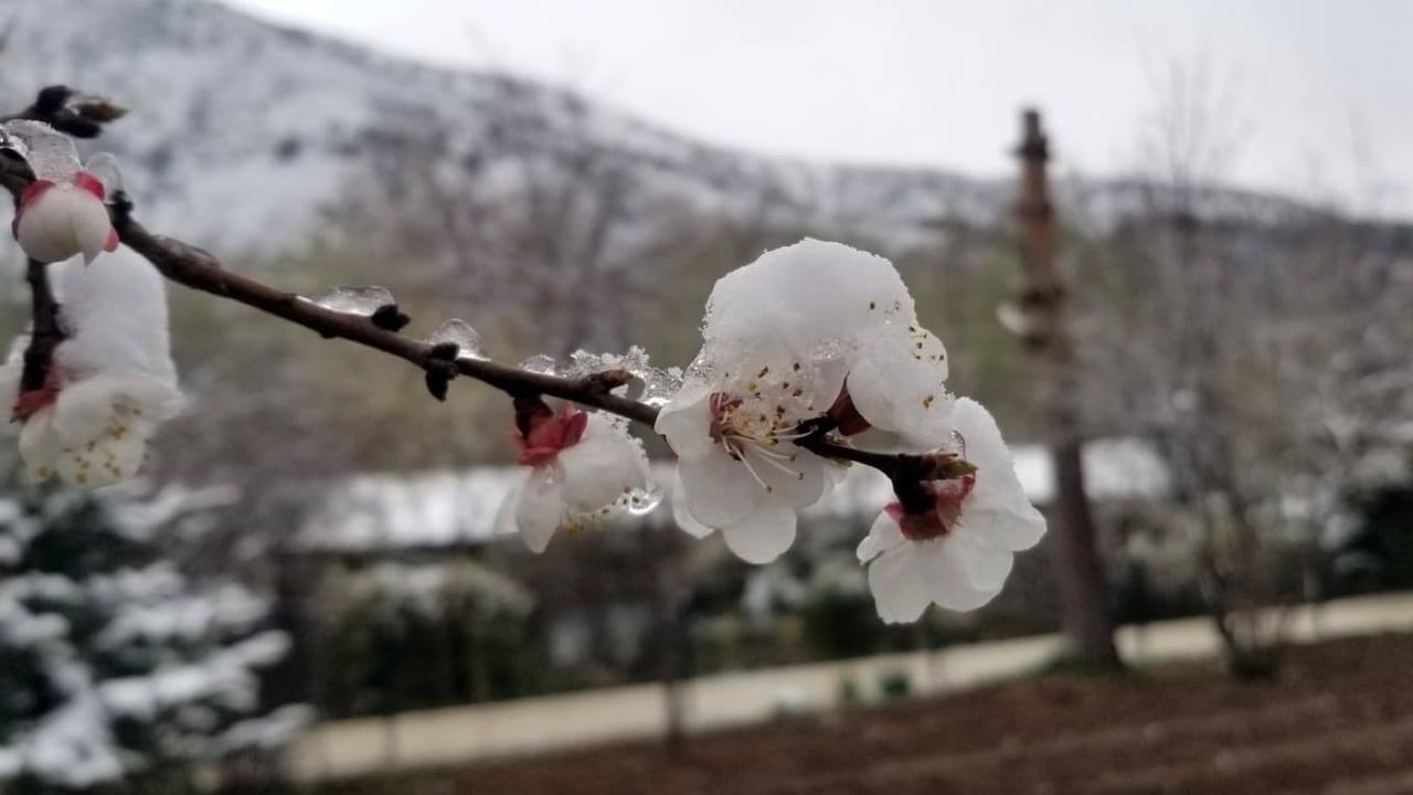 Erzincan'da kayısı çiçekleri zirai dondan etkilendi
