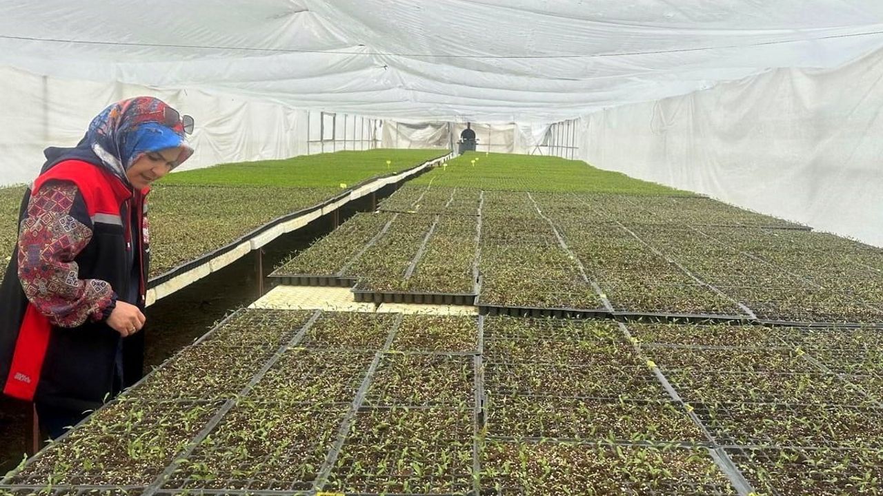 Erzincan'da Seralarda Sebze Fidesi Denetimleri: Sağlıklı Üretim ve Teknik Destek Öncelikli