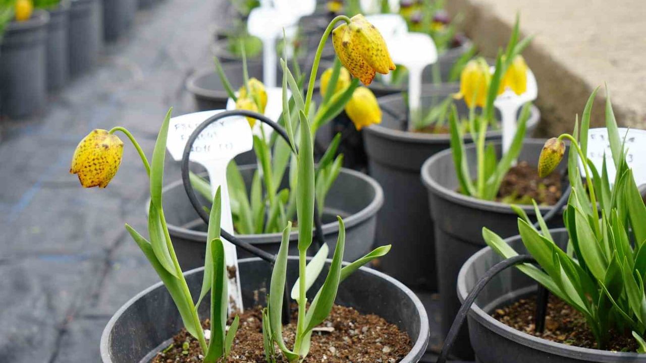 Erzincan'daki ters lale koleksiyonu çiçek açtı — Koparmaya 700 bin lira ceza