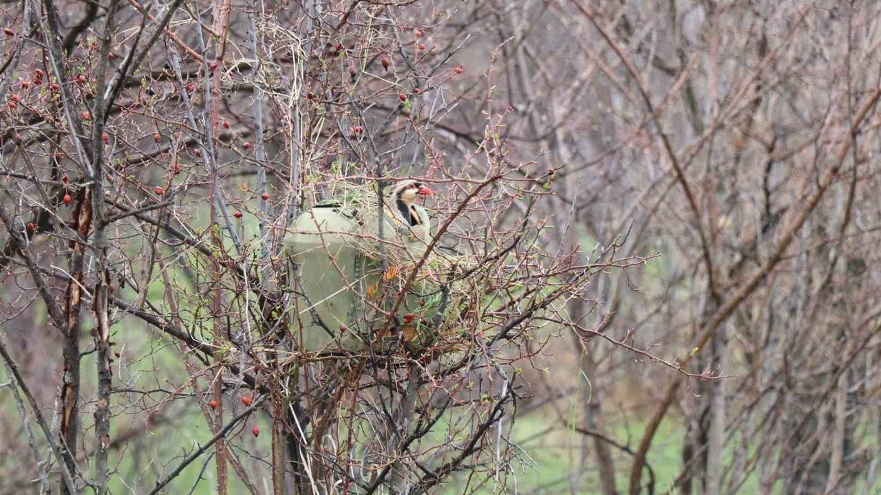 Erzurum Oltu'da 350 kınalı keklik halkalandı ve doğaya salındı