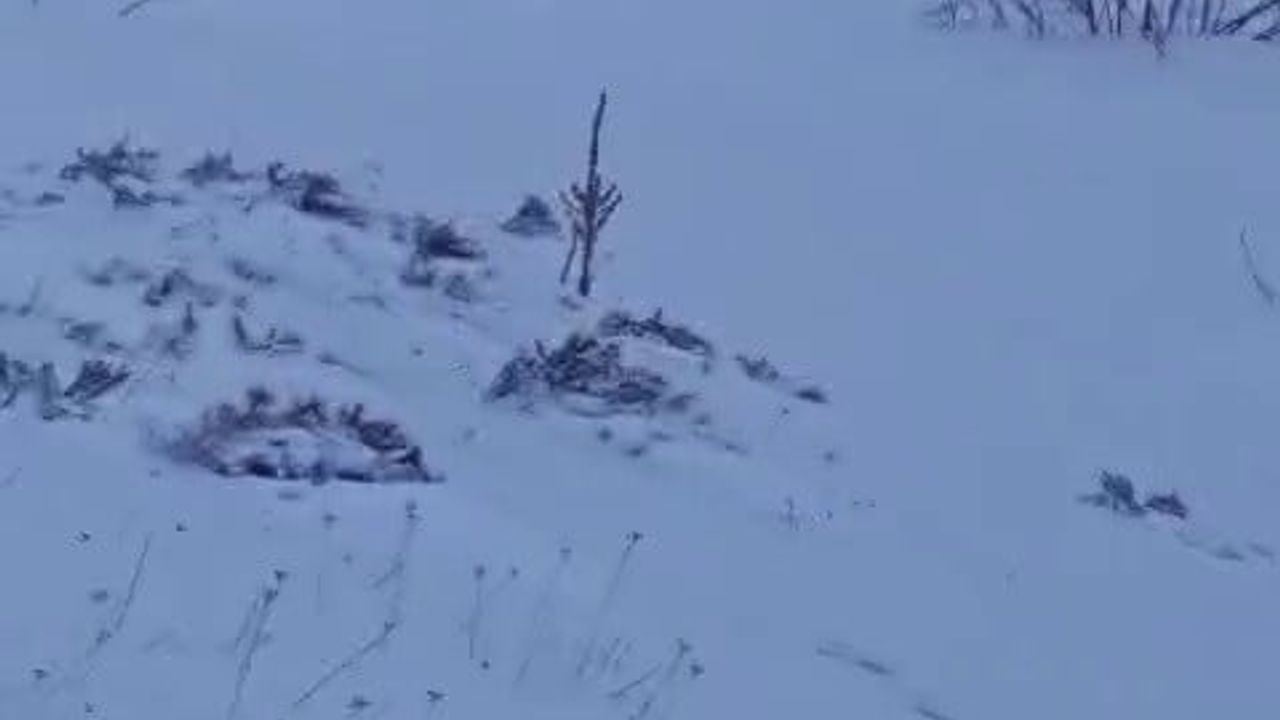 Erzurum Tekman'da Kangal Köpekleri Kurt Saldırısını Engelledi