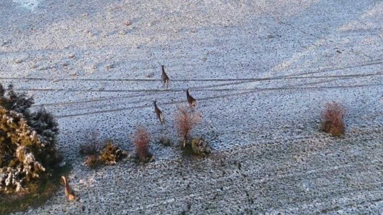 Eskişehir'de Dronla Kaydedilen Kar Manzarasında 4 Geyik Görüntülendi