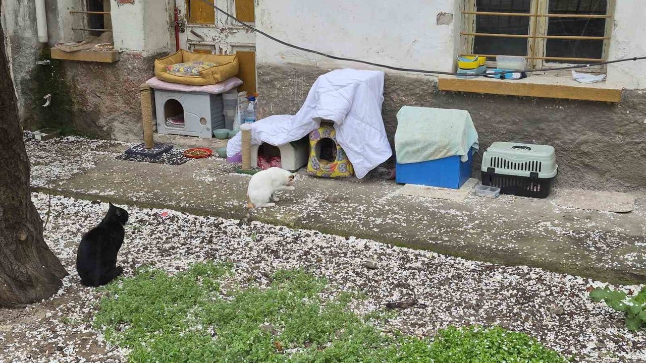 Eskişehir'de hayvanseverlerin uyarısı: "Kediler himayemiz altındadır"