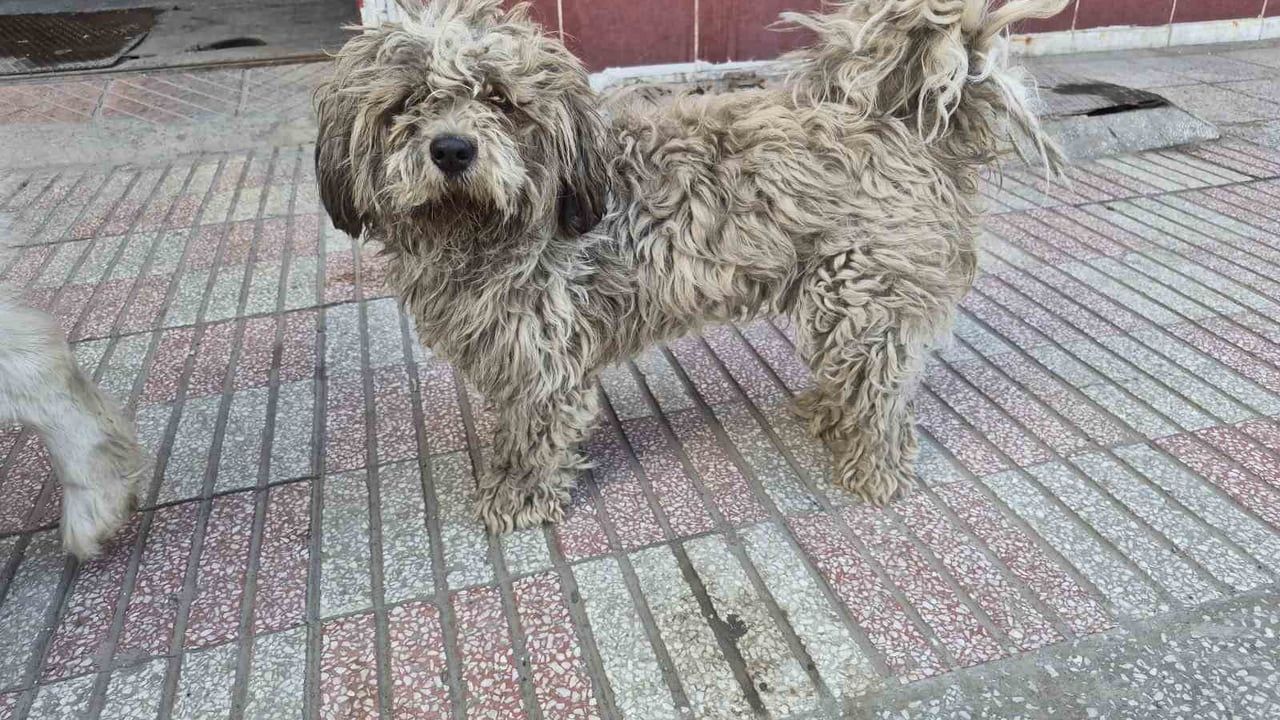 Eskişehir Küçük Sanayi Bölgesi'nde Tüyleri Kirlenen Beyaz Süs Köpeği Dikkat Çekti