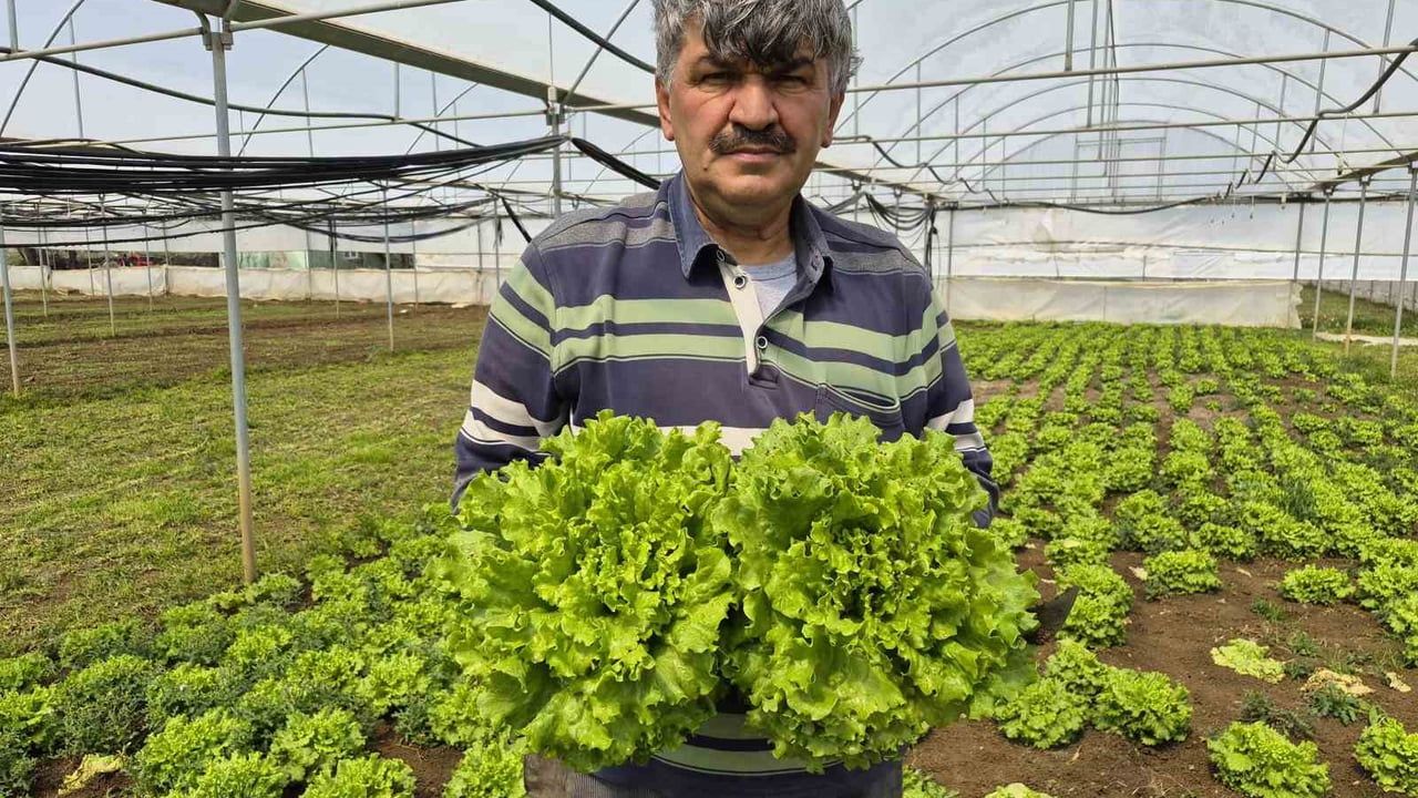 Eskişehir üreticisinden uyarı: Tarlada ortalama 15 TL olan marul tezgahlarda 100 TL’ye kadar çıkıyor