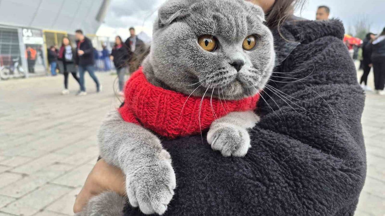 Eskişehirspor-Kütahyaspor maçında küçük taraftar kedisiyle tribündeydi