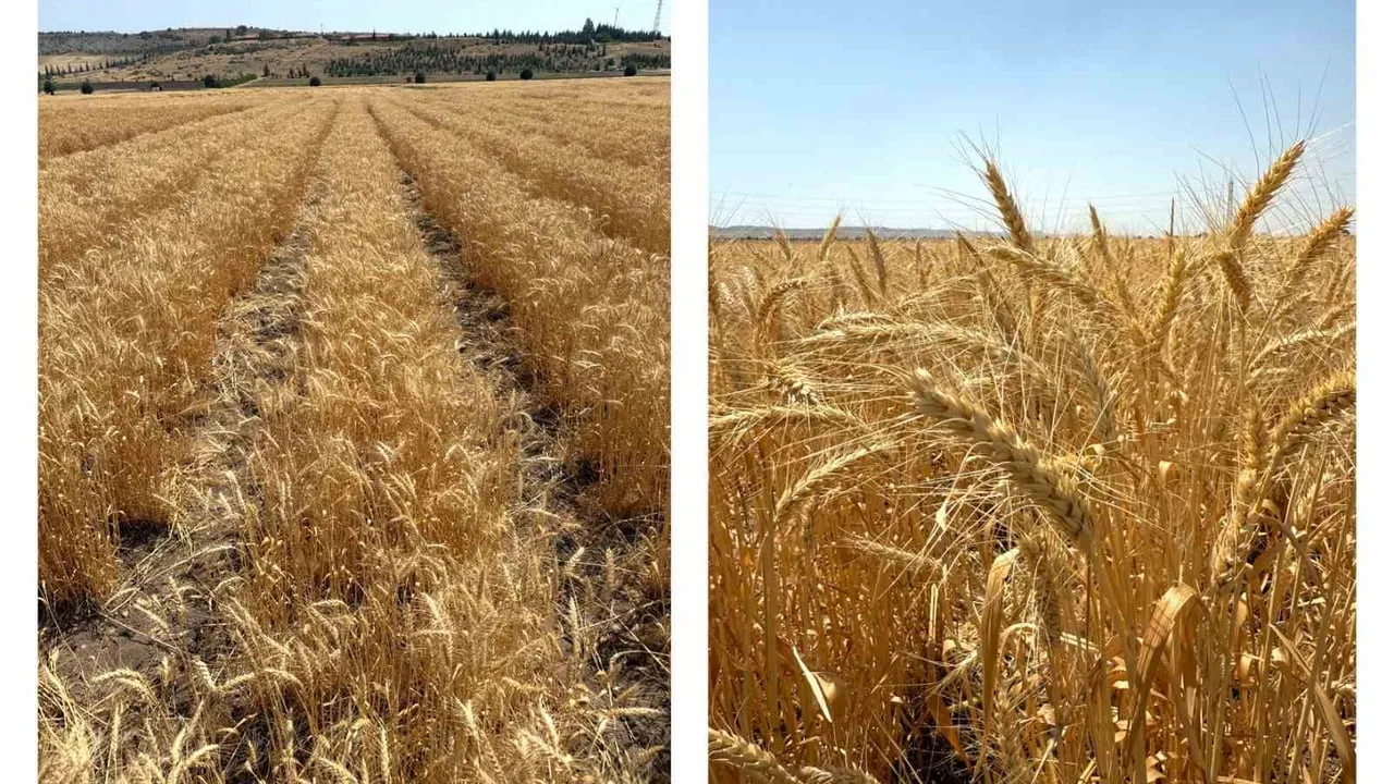 ETİ, kuraklığa dayanıklı 'Kanatlı Buğdayı' tohum üretimine başladı