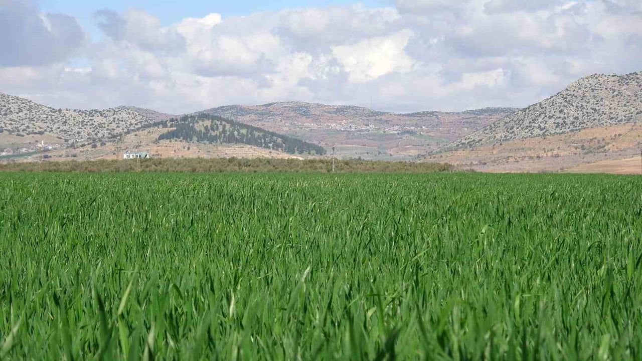 Gaziantep Araban'da yağışlar buğday verimini artırdı: 90 bin dönümde 80 bin ton rekolte beklentisi