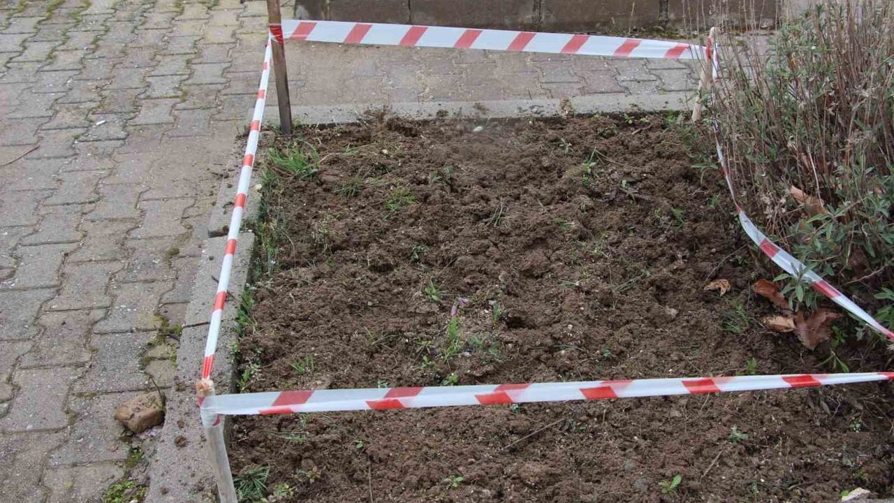 Gediz MYO bahçesinde endemik 'Ters Lale' kendiliğinden açtı