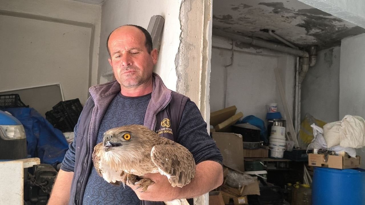 Gercüş'te yaralı kızıl şahine vatandaşın müdahalesiyle kurtarıldı