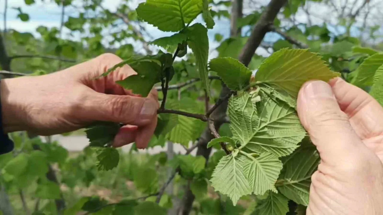 Giresun'da fındıkta don riski düşük; üreticiler kahverengi kokarcadan endişeli