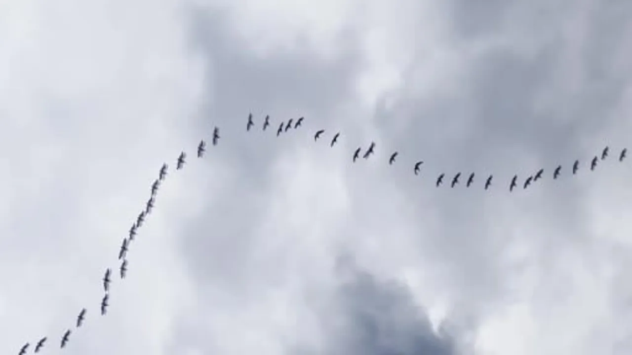 Göç Yolu Üzerindeki Pelikanlar Boğazköy Barajı'nda Mola Verdi