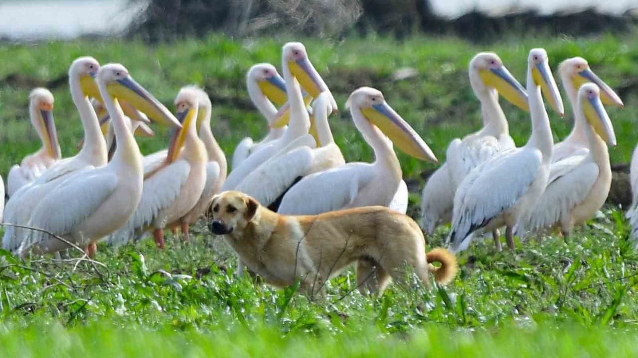Göç Yolundaki Pelikan Sürüsü Boğazköy Barajı'nda Mola Verdi