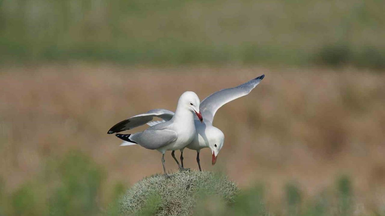 Gökçeada Tuz Gölü'nde Türkiye’nin En Büyük Ada Martısı Kolonisi Tespit edildi