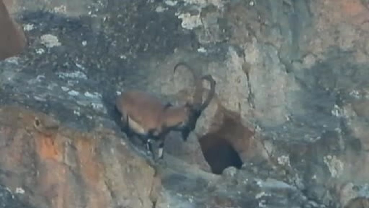 Gümüşhane'de büyük boynuzlu dağ keçisi dar mağaraya girerek çevikliğini gösterdi
