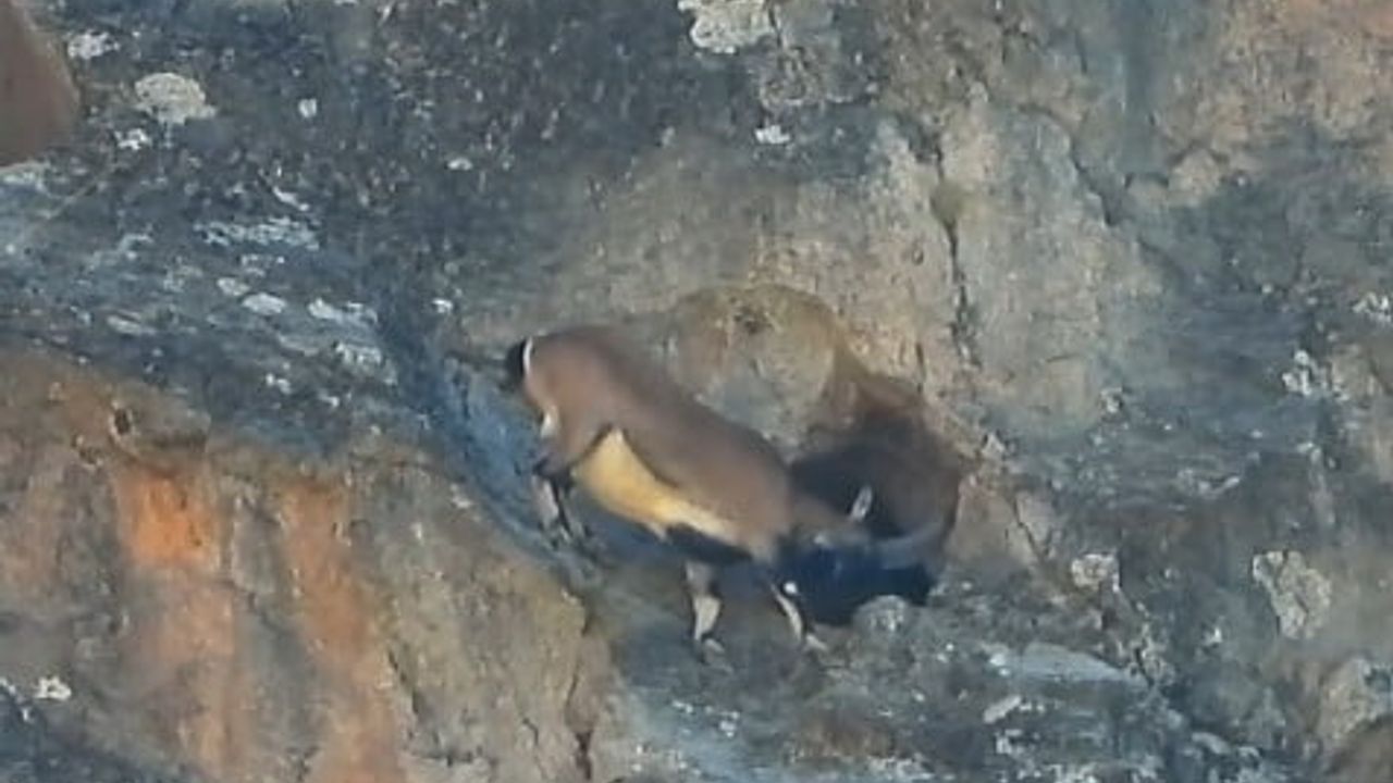 Gümüşhane'de dağ keçisi dar mağaraya boynuzlarına rağmen girdi