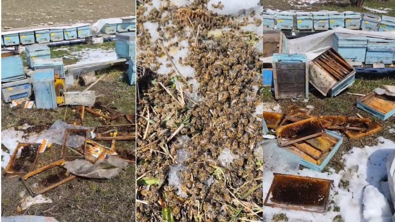 Hakkari Akçalı'da ayı saldırısı: 50 arılı kovan zarar gördü