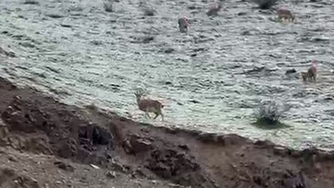 Hakkari'de Yaban Keçileri Yol Kenarında Görüntülendi, Vatandaşlardan Koruma Çağrısı