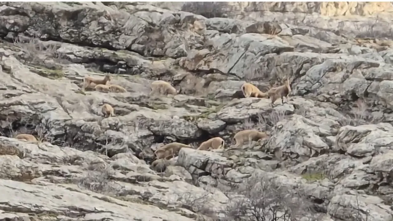 Hakkari Sümbül Dağı eteklerinde sürü halinde dağ keçileri görüntülendi