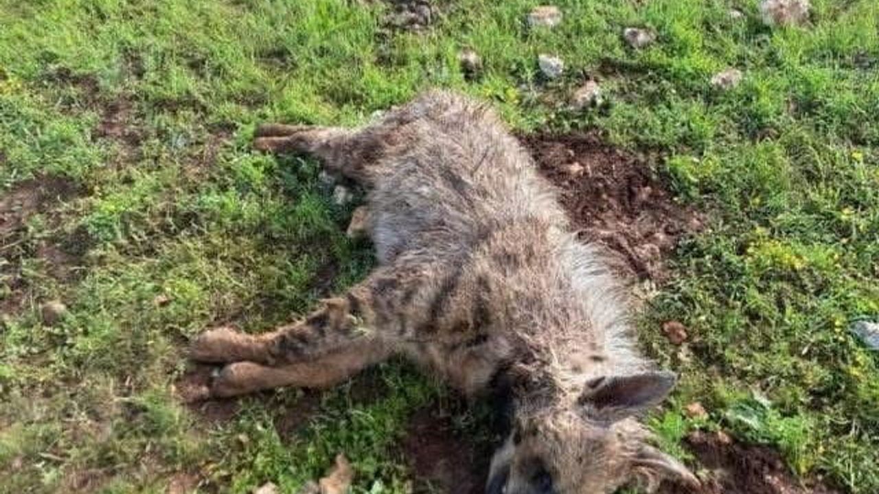 Halfeti'de köpek saldırısına uğrayan sırtlan telef oldu