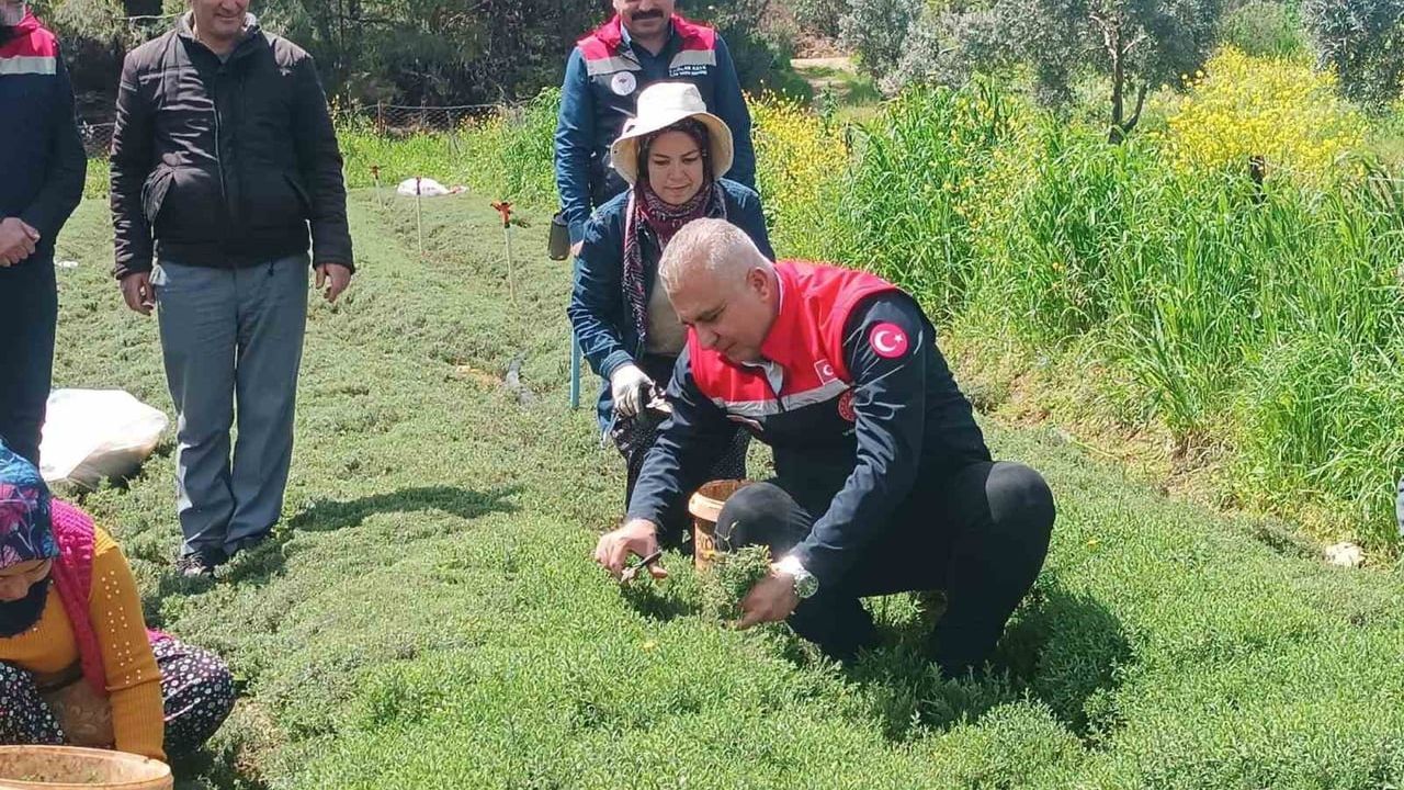Hatay Altınözü'nde zahter hasadı başladı; İl Müdürü Türkmen saha incelemesinde üreticilerle buluştu