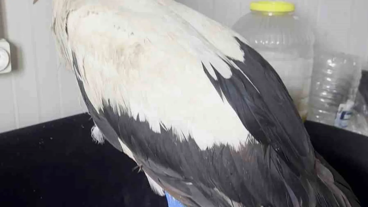 Hatay'da Av Tüfeğiyle Yaralanan Leylek Kuş Gözlemcisi Tarafından Kurtarıldı