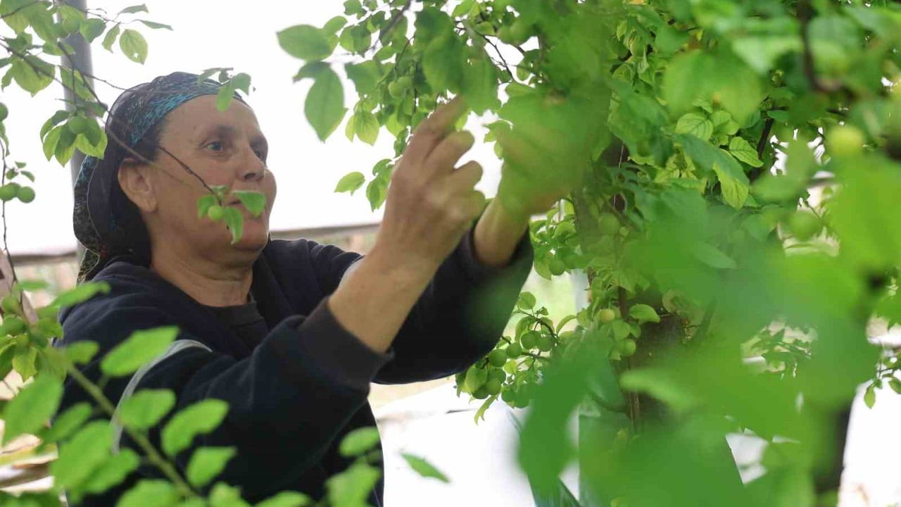 Hatay'da serada turfanda can eriği hasadı: 5 bin m² tesisten Avrupa'ya ihracat