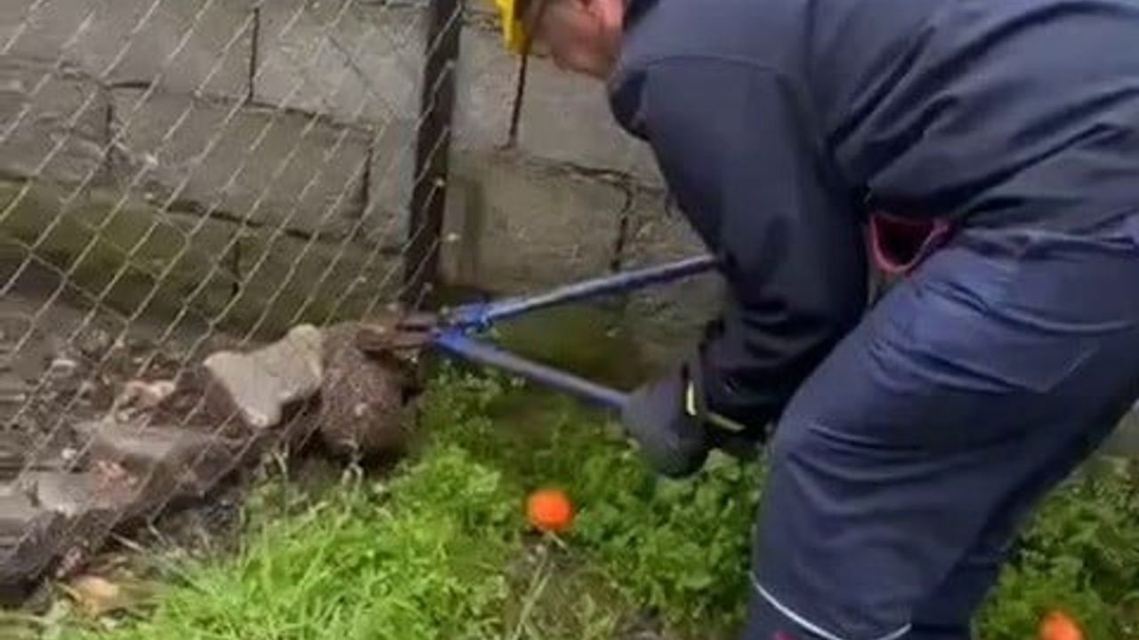 Hatay'da tel örgüye sıkışan kirpi itfaiye ekiplerince kurtarıldı