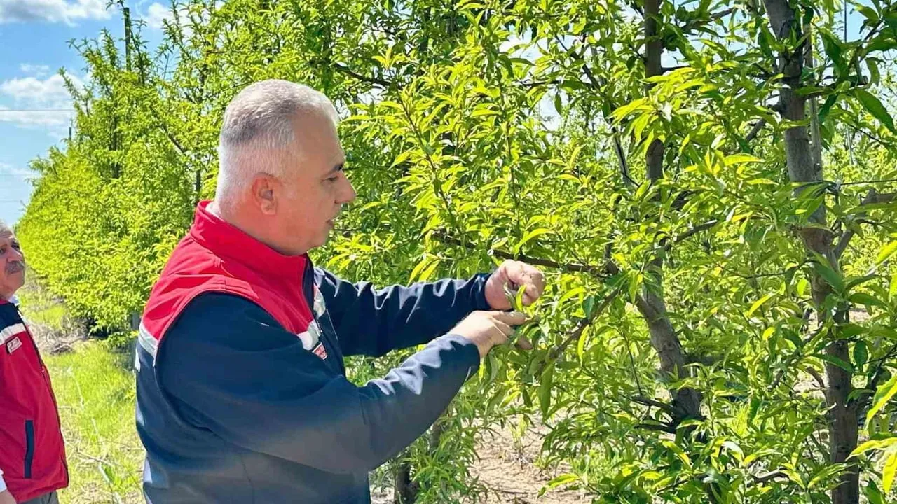 Hatay İl Tarım Müdürü Abdurrahman Türkmen, Kırıkhan'da şeftali bahçelerini inceledi