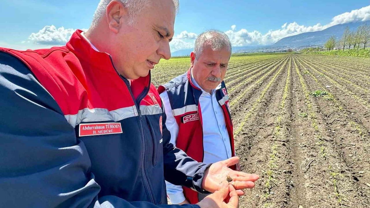 Hatay İl Tarım ve Orman Müdürlüğü Kırıkhan'da mısır ekili alanları yerinde inceledi