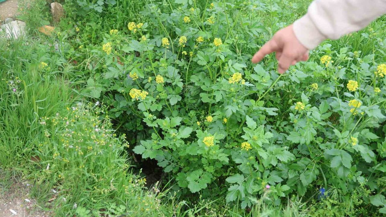 Hatay Kırıkhan'da esnaf Mustafa Ataman, 3 metrelik kuyuya düşen koyunu kurtardı