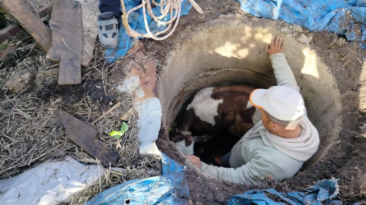 Hatay Reyhanlı'da Kuyuya Düşen Buzağı, İtfaiyenin Zorlu Çabasıyla Kurtarıldı