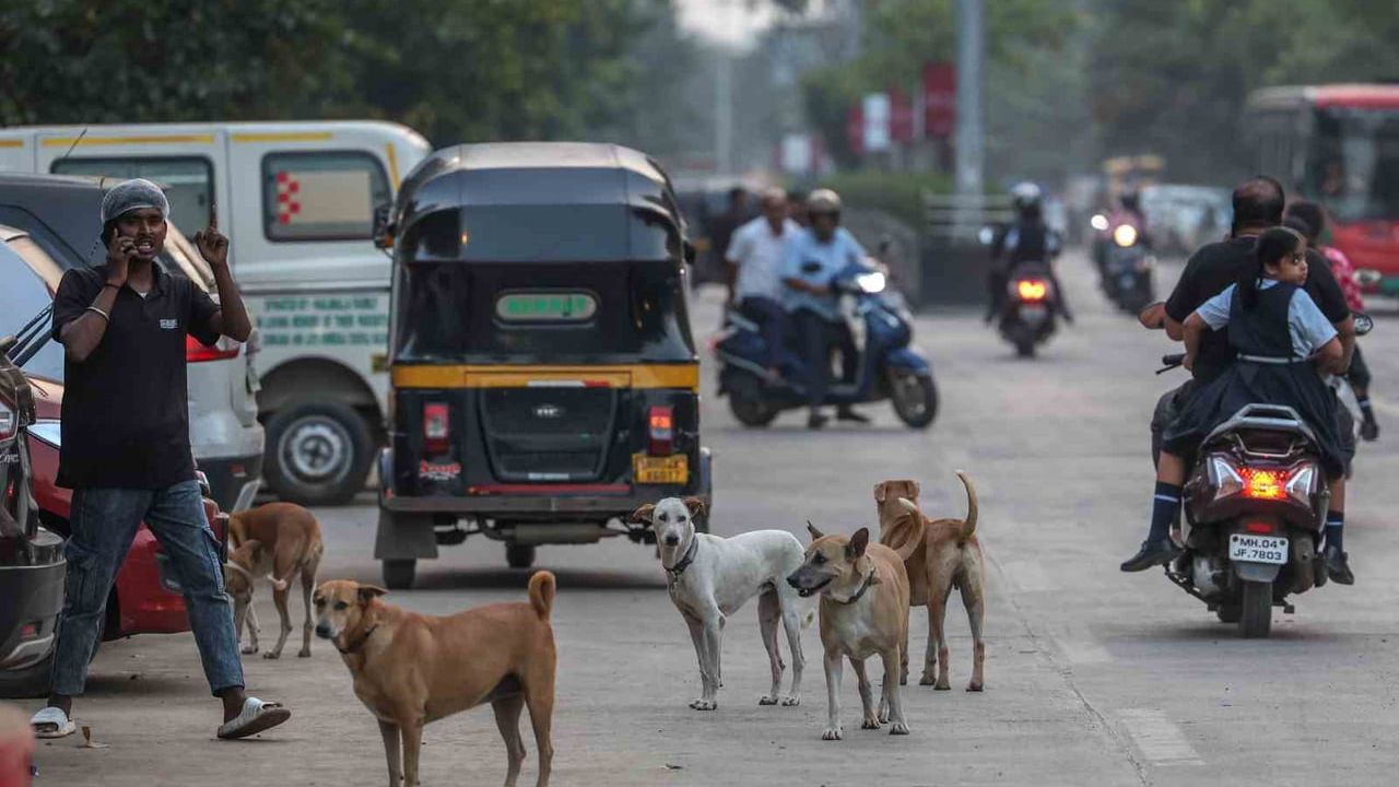 Hindistan’da 62 milyon sokak köpeği: Kuduz, ısırma vakaları ve mahkeme müdahalesi