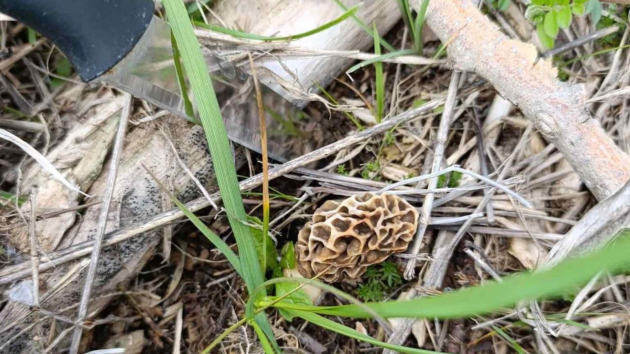 Hisarcık’ta kuzugöbeği sezonu başladı — Doğadan toplanıp kilosu 1000 liraya satılıyor