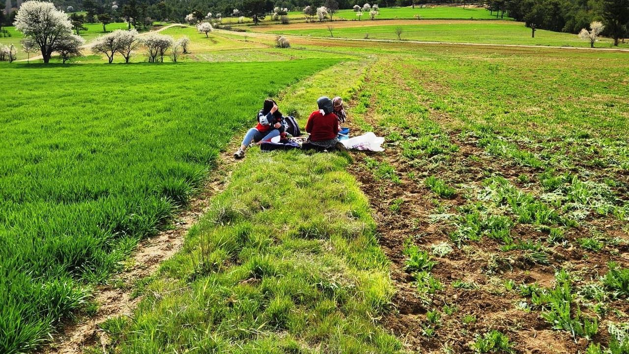 Hisarcık’ta tarımsal saha çalışmaları: Haşhaş ve hububat tarlalarında yerinde inceleme