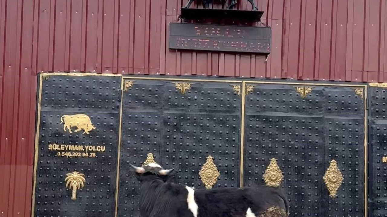Hisarcık'ta tosunun boğa heykeline verdiği tepki sosyal medyada ilgi çekti