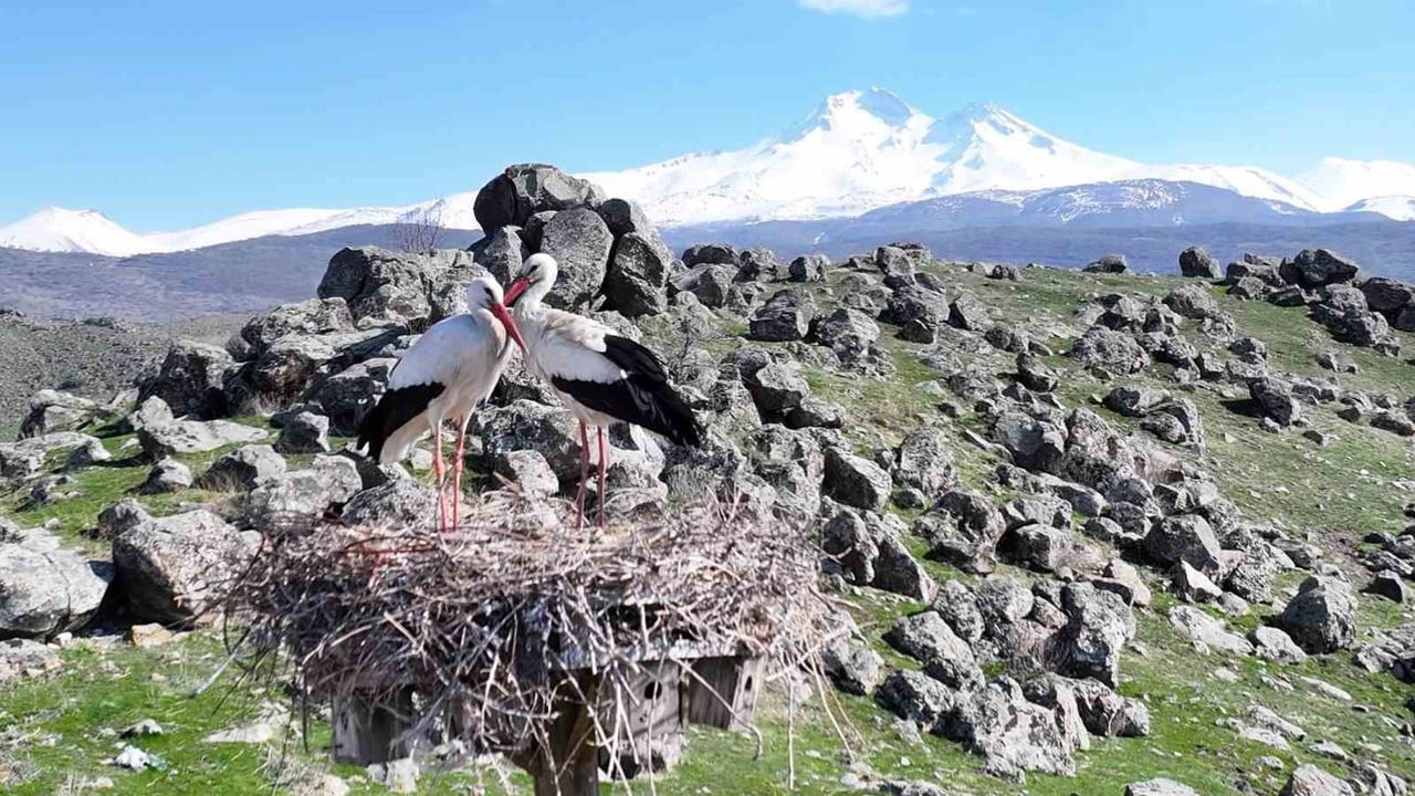 Hürmetçi Sazlığı'nda bahar canlanıyor: Leyleklerin dönüşü ve koruma çalışmaları
