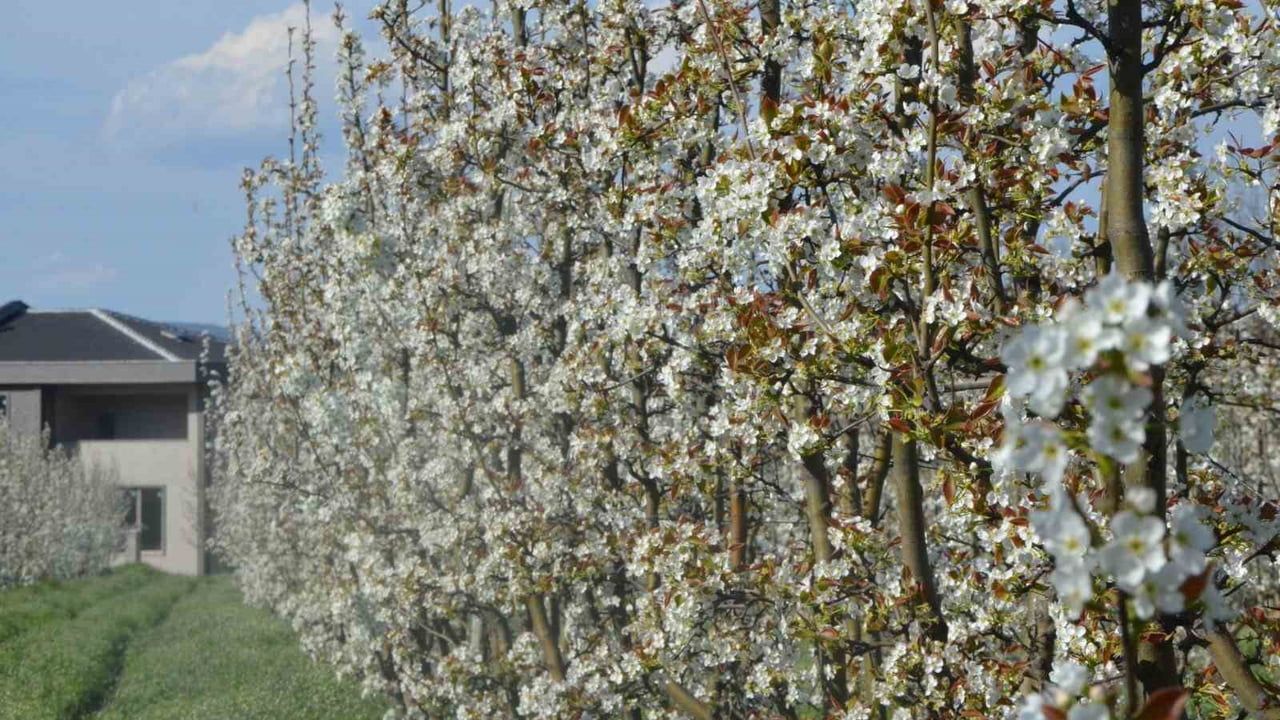 İnegöl'de Bahar: Meyve Ağaçlarının Çiçekleri Kartpostallık Manzaralar Oluşturdu