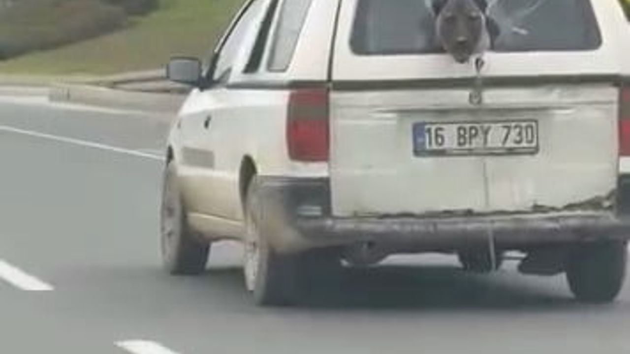 İnegöl'de kamyonetin kırık camından başını çıkaran köpek trafikte ilgi topladı