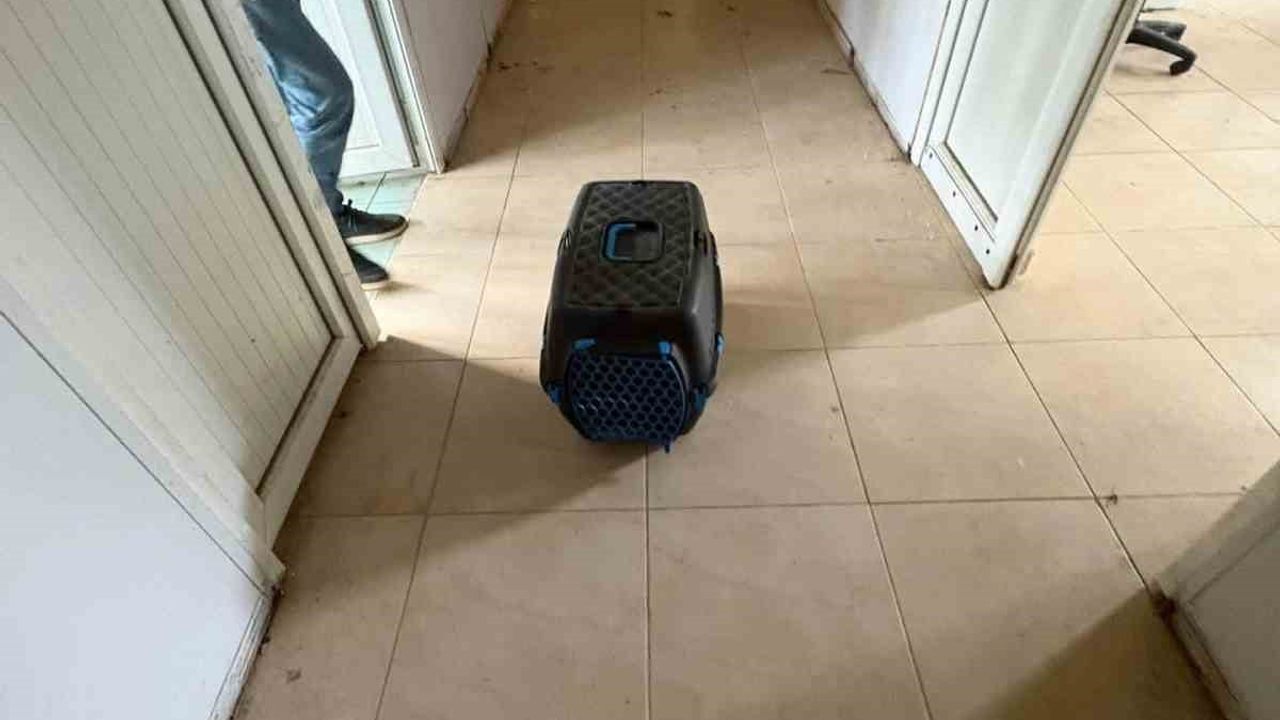 İskenderun'da rögar borusuna düşen yavru kediler kurtarıldı