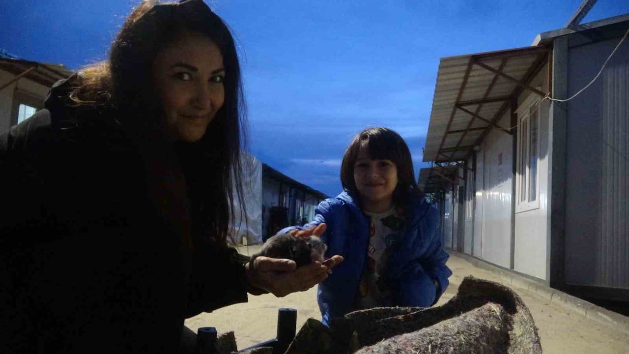İskenderun'da su kanalında doğum yapan kedi Zeytin ve 3 yavrusu depremzede ailenin konteynerinde sahiplenildi