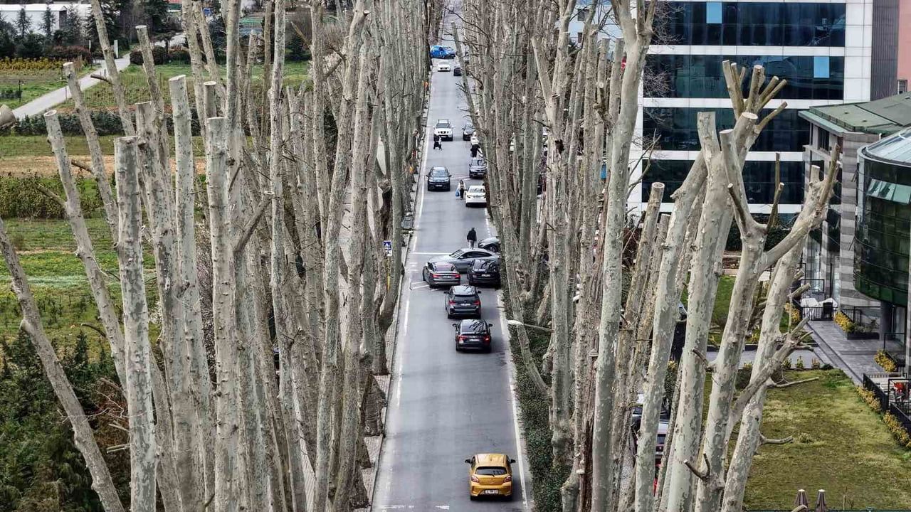 İstanbul'da tarihi çınarların budanması: Koruma mı, yanlış uygulama mı?