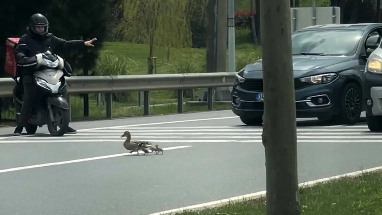 İstanbul Sancaktepe'de sürücü, ördek ailesinin güvenli geçişi için trafiği durdurdu